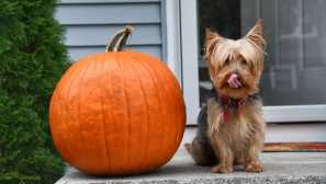 Jorkšírský teriér